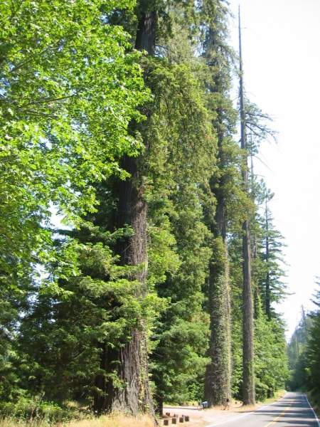 <i><b>325-Ave of the Giants</b></i>